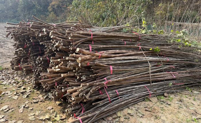 전주문화재단 국내산 전통한지 원료 확보